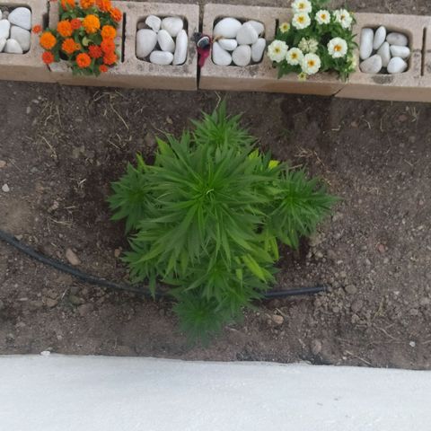 Margaret  growlog timeline photo