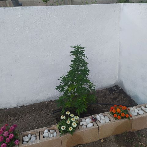 Margaret  growlog timeline photo