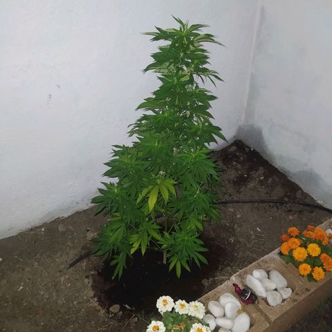 Margaret  growlog photo: Previniendo 