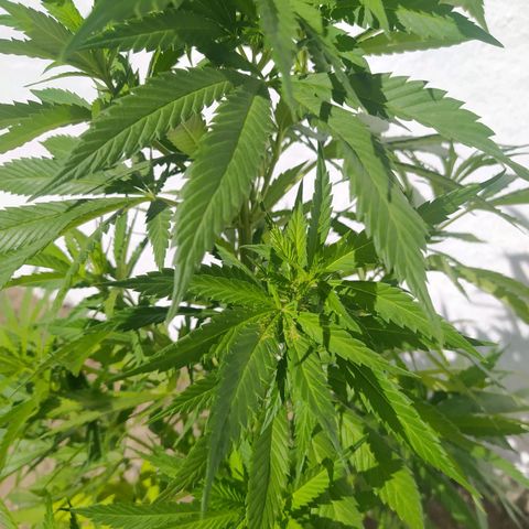 Margaret  growlog photo: Creo k lucha contra la oruga ganada... Ya veremos 