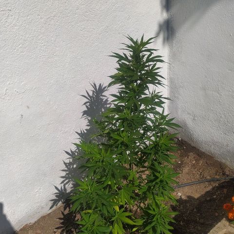 Margaret  growlog photo: Esta preciosa
