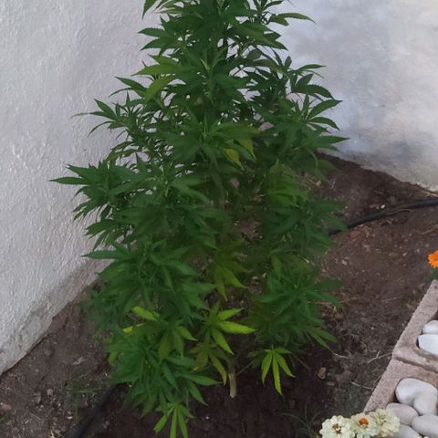 Margaret  growlog timeline photo
