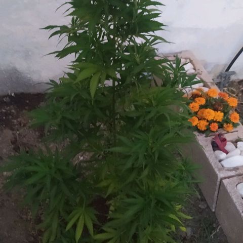 Margaret  growlog timeline photo