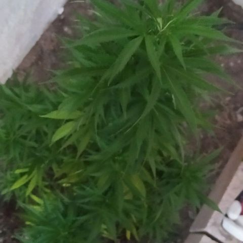 Margaret  growlog timeline photo