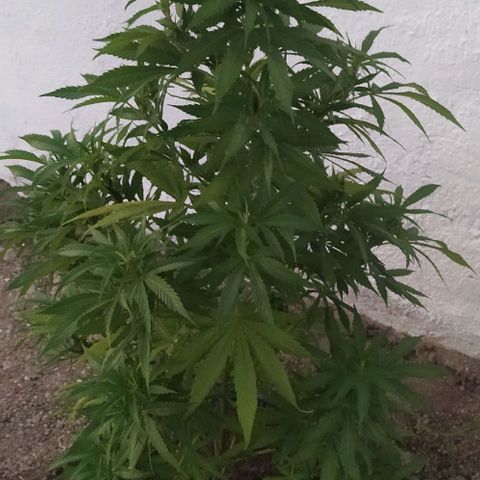 Margaret  growlog timeline photo