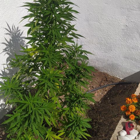 Margaret  growlog timeline photo