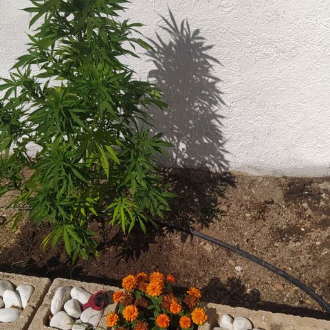 Margaret  growlog timeline photo