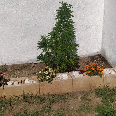 Margaret  growlog timeline photo