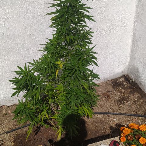 Margaret  growlog timeline photo