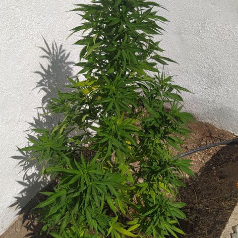 Margaret  growlog timeline photo