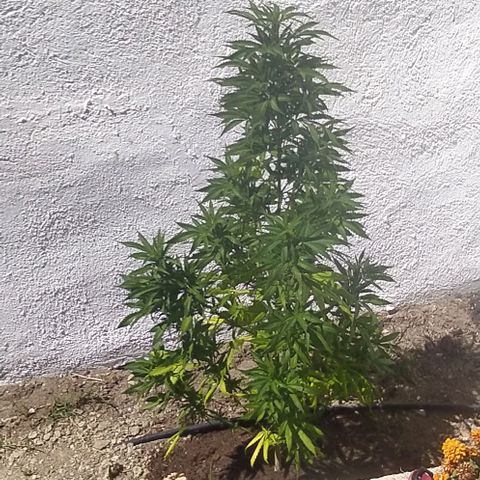 Margaret  growlog photo: Skyisthelimit
