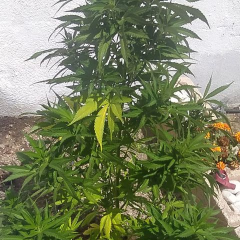 Margaret  growlog photo: Skyisthelimit