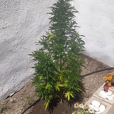 Margaret  growlog photo: Skyisthelimit
