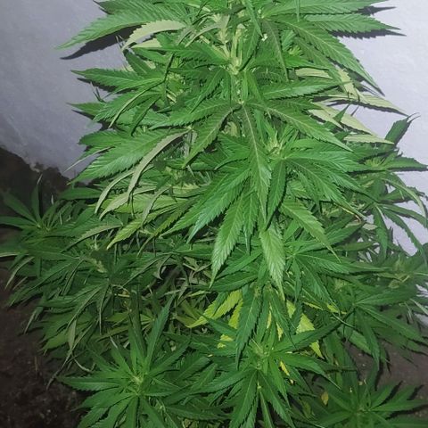 Margaret  growlog timeline photo