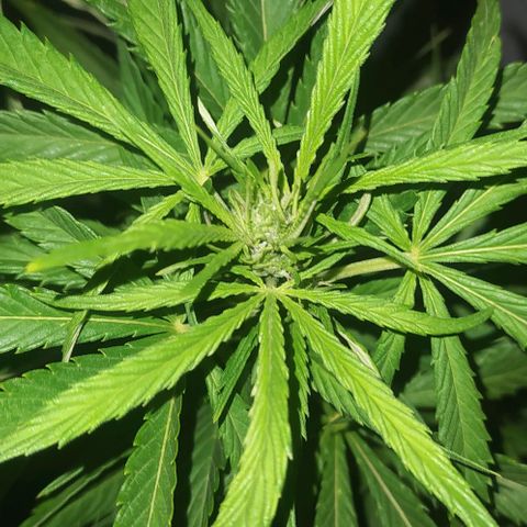 Margaret  growlog timeline photo