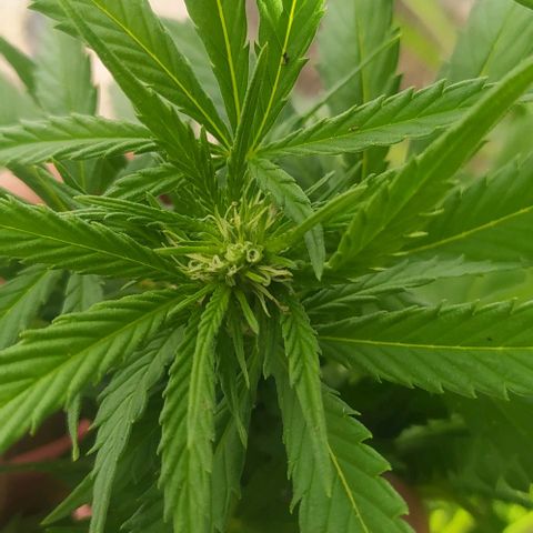 Margaret  growlog timeline photo