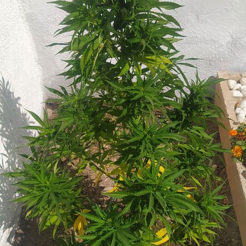 Margaret  growlog timeline photo