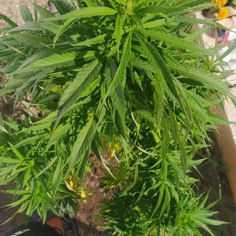 Margaret  growlog timeline photo