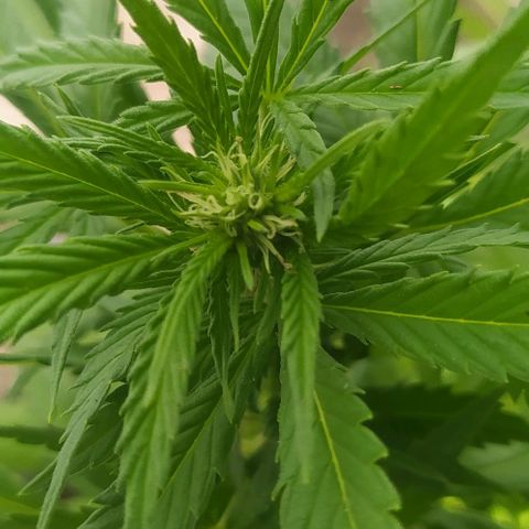 Margaret  growlog timeline photo