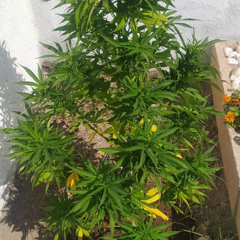Margaret  growlog timeline photo