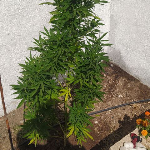 Margaret  growlog timeline photo