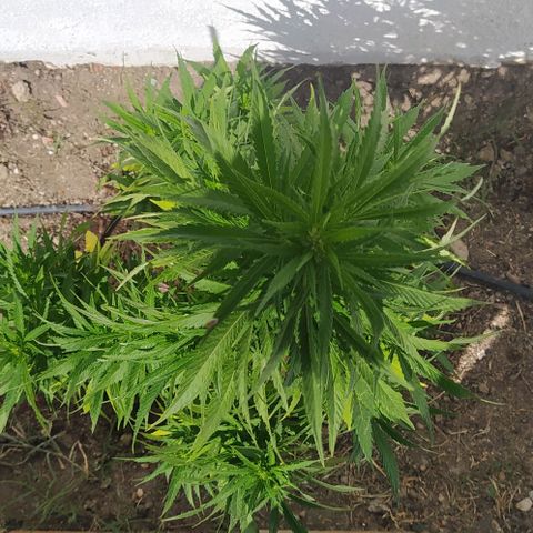 Margaret  growlog timeline photo