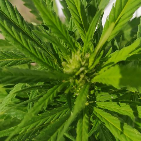 Margaret  growlog timeline photo
