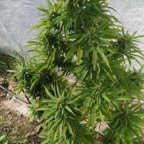Margaret  growlog timeline photo