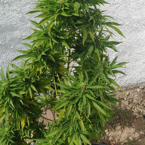 Margaret  growlog timeline photo