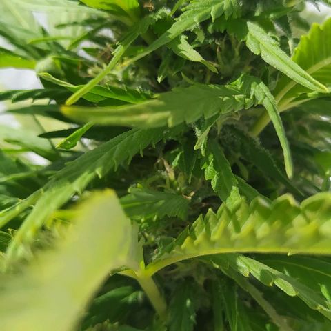 Margaret  growlog timeline photo