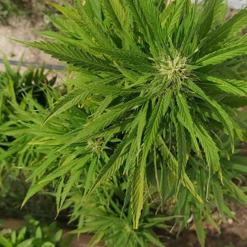 Margaret  growlog timeline photo