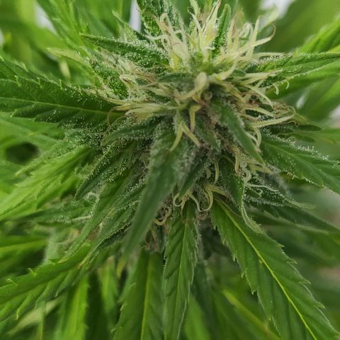 Margaret  growlog timeline photo