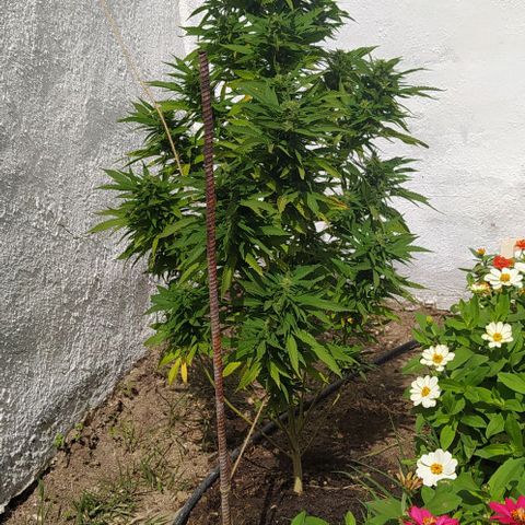 Margaret  growlog timeline photo