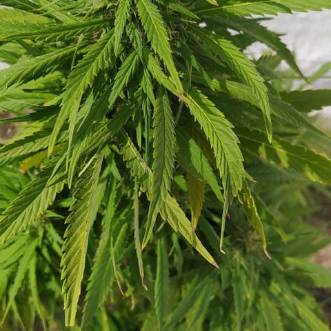 Margaret  growlog timeline photo