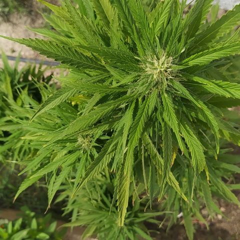Margaret  growlog timeline photo
