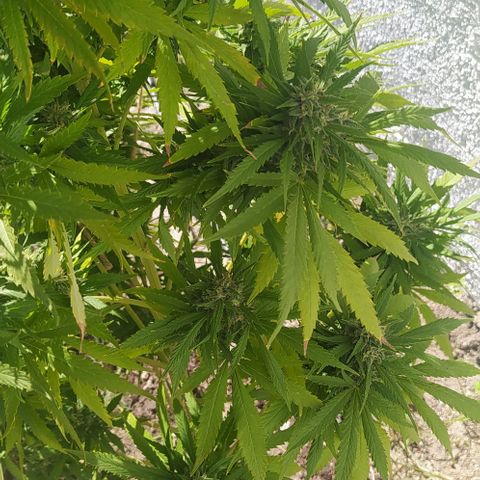 Margaret  growlog timeline photo