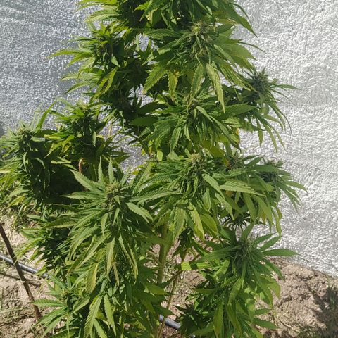 Margaret  growlog timeline photo