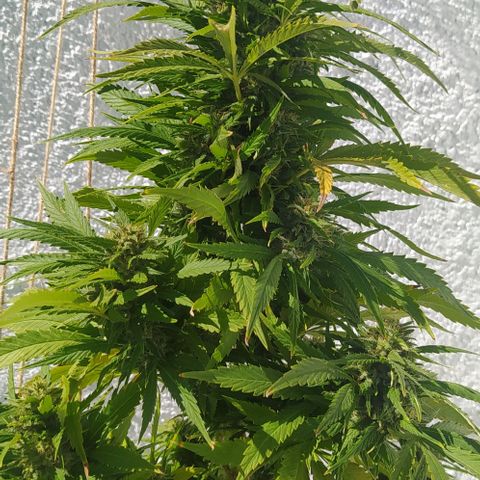 Margaret  growlog timeline photo