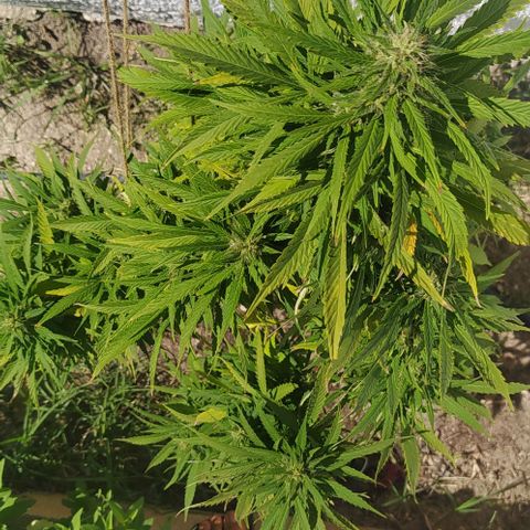 Margaret  growlog timeline photo