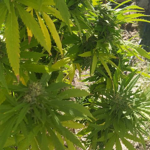 Margaret  growlog timeline photo