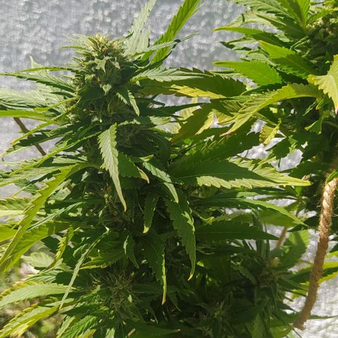Margaret  growlog timeline photo