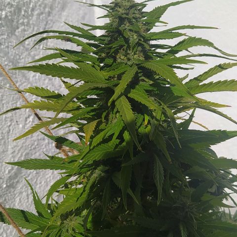 Margaret  growlog timeline photo