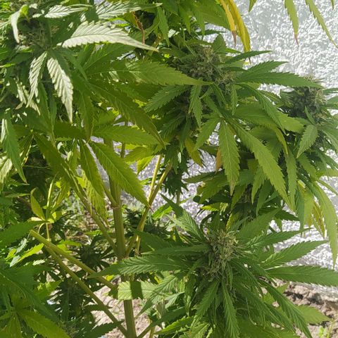 Margaret  growlog timeline photo