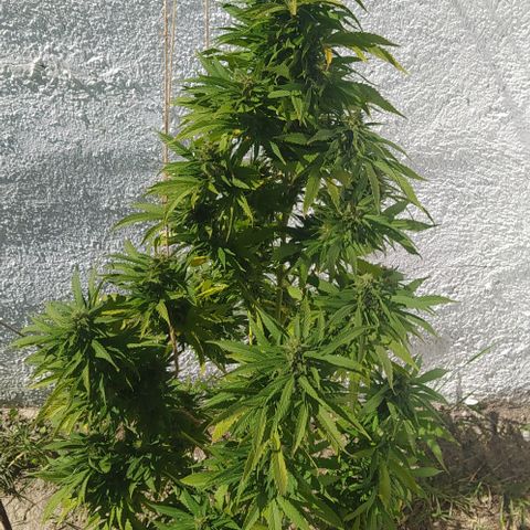 Margaret  growlog timeline photo