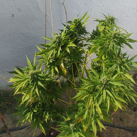 Margaret  growlog timeline photo