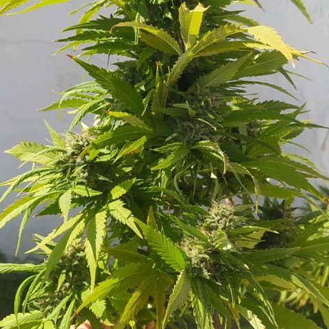 Margaret  growlog timeline photo