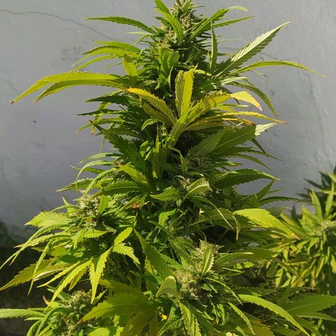 Margaret  growlog timeline photo
