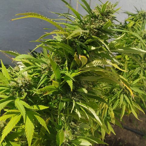 Margaret  growlog timeline photo
