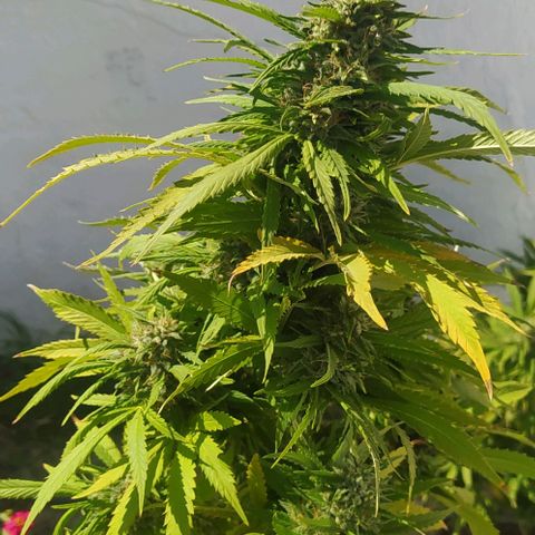 Margaret  growlog timeline photo
