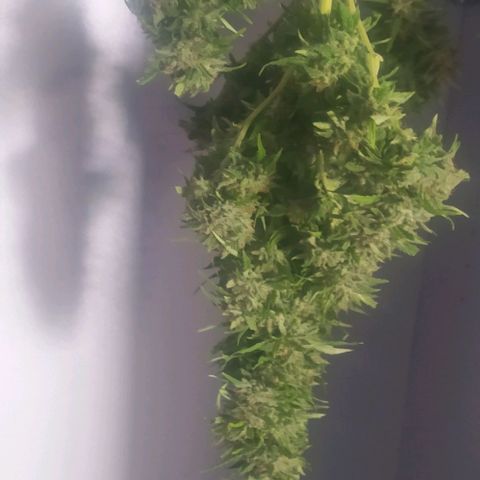 Margaret  growlog timeline photo